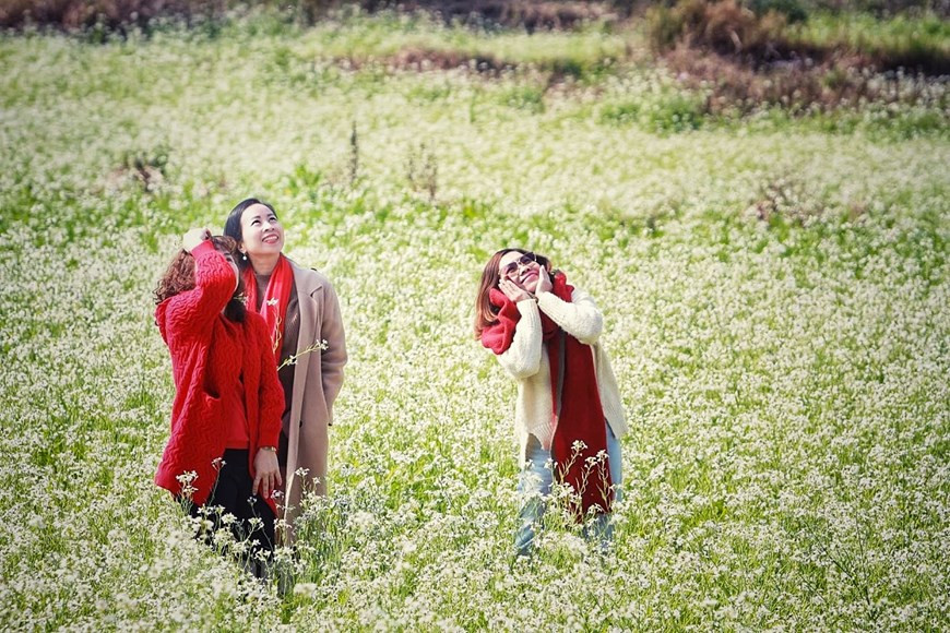 El vasto campo de flores en So Luon, Moc Chau (Foto: Vietnam+)