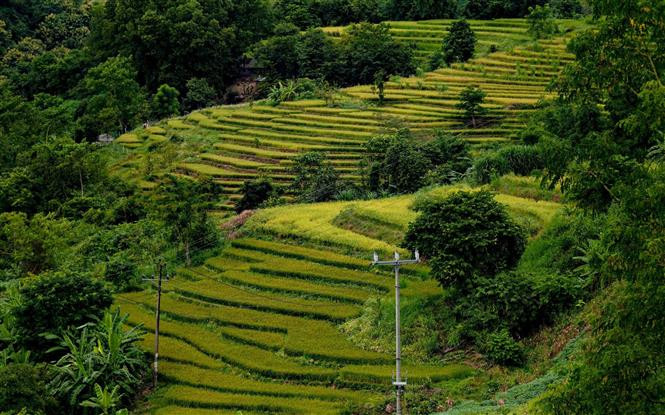  Las terrazas de arroz crean una escena poética en Ta Leng. (Foto: VNA)
