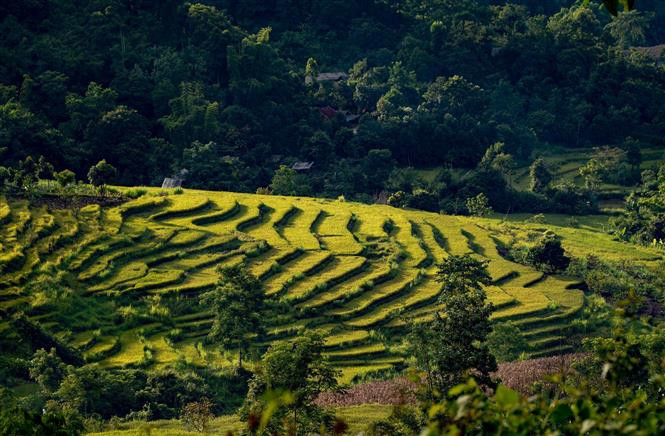  El arroz dorado en los campos de Ta Leng crea una imagen colorida. (Foto: VNA)
