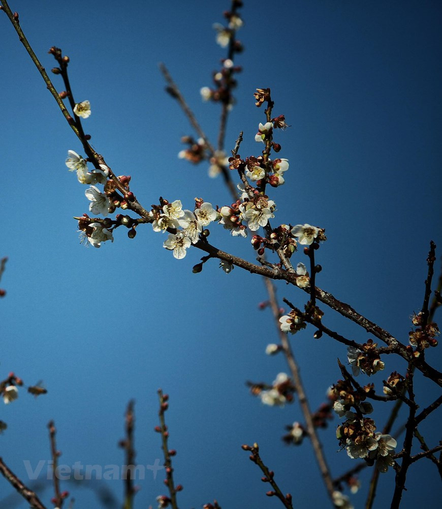 Los pequeños copos de nieve sobresalen en los bosques de Moc Chau. (Fuente: VNA)