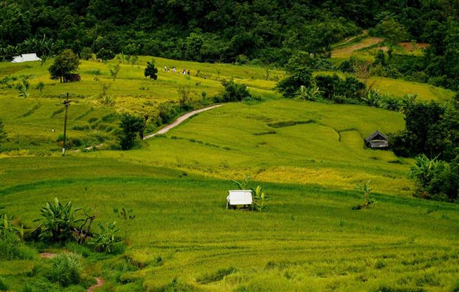  Las casitas de los pobladores asoman entre los campos de arroz. (Foto: VNA)