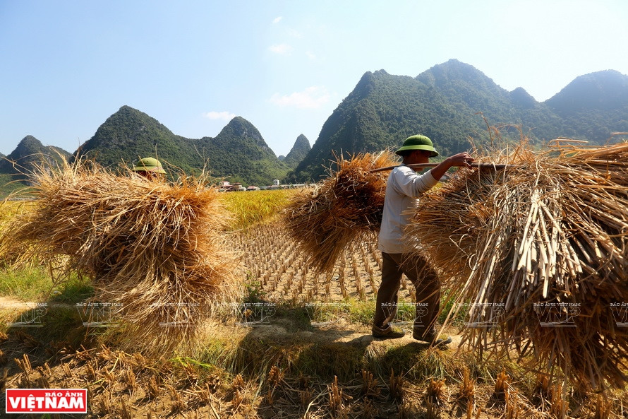  Recolección de arroz glutinoso Ong, una especialidad de Trung Khanh. (Foto: Revista Vietnam)