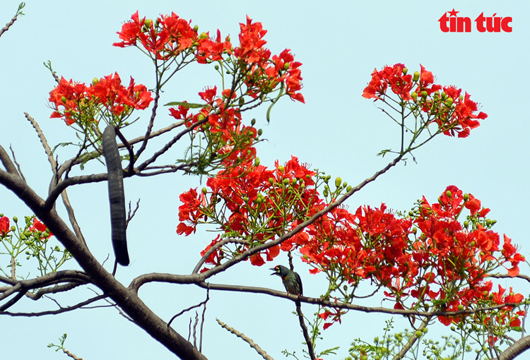 Los flamboyanes lucen su color rojo brillante en los días de verano.