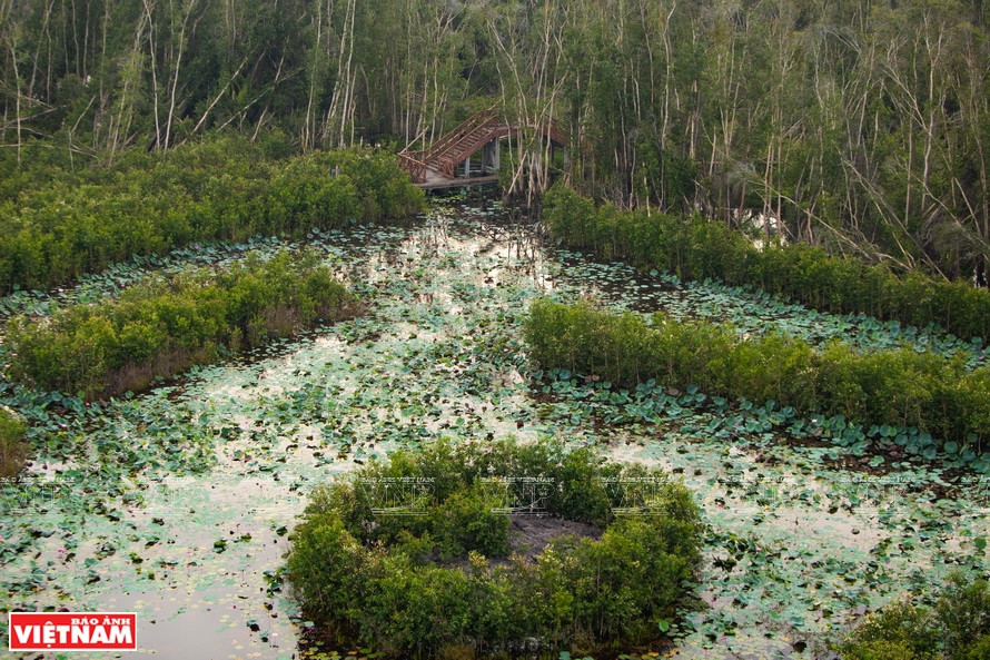 Un rincón del bosque de Melaleuca en la zona turística de Tan Lap. (Foto: Revista Vietnam)