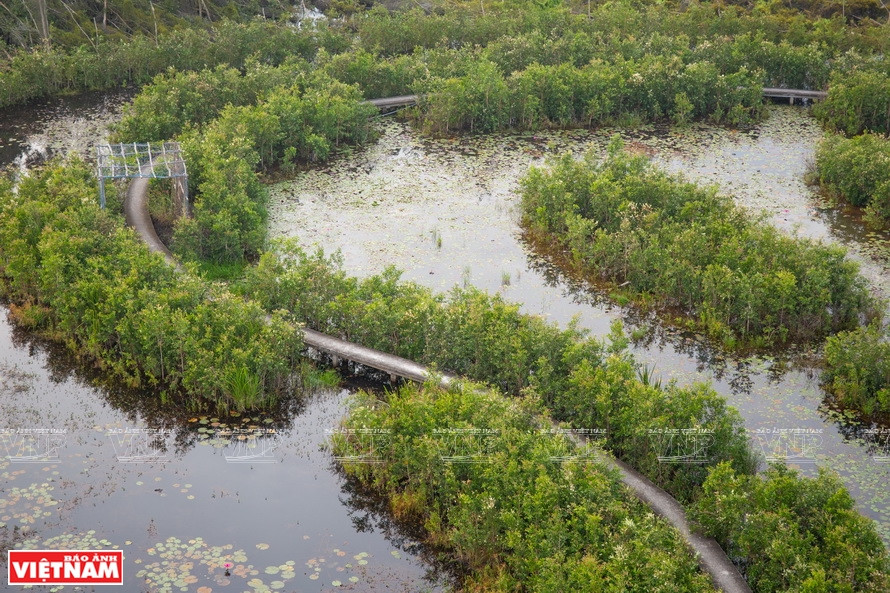 camino entretejido a través del bosque de melaleuca tiene un ancho de 1m y una longitud de aproximadamente 5km, lo que ayuda a los visitantes a caminar para explorar el bosque de manglares en la zona turística de la aldea flotante de Tan Lap. (Foto: Revista Vietnam)