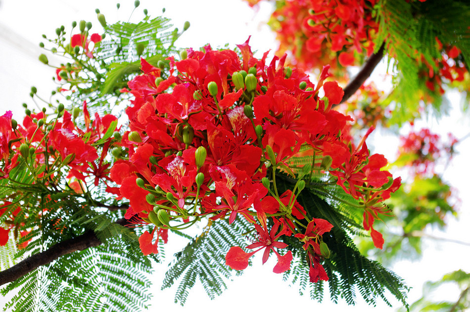 Los flamboyanes lucen su color rojo brillante en los días de verano.