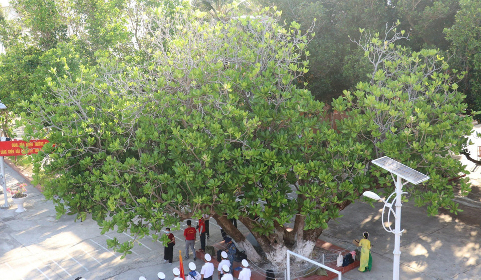 Barringtonia asiatica- árbol patrimonial de Vietnam en la isla de Nam Yet con sus ramas exuberantes. (Foto: VNA)