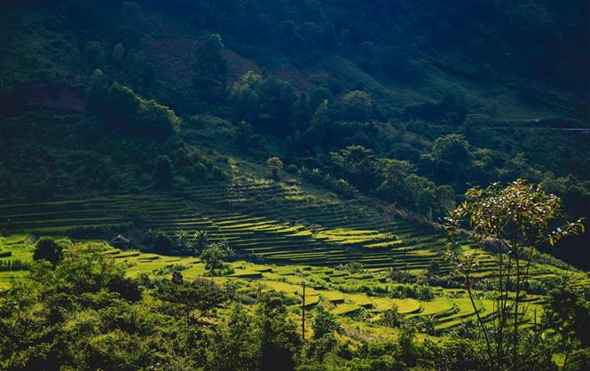  Los campos de arroz lucen maduros y dorados bajo el sol de la tarde. (Foto: VNA)