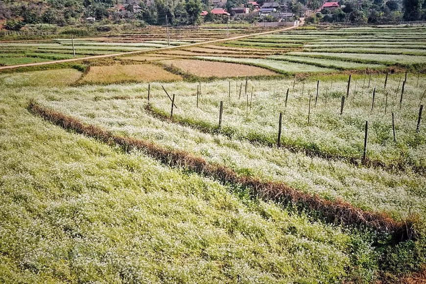 La escena es hermosa como una pintura acuarela (Foto: Vietnam+)