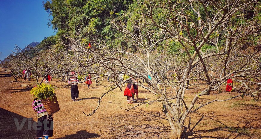 Moc Chau ha sido, hace largo tiempo, un destino favorito de los turistas. (Fuente: VNA)