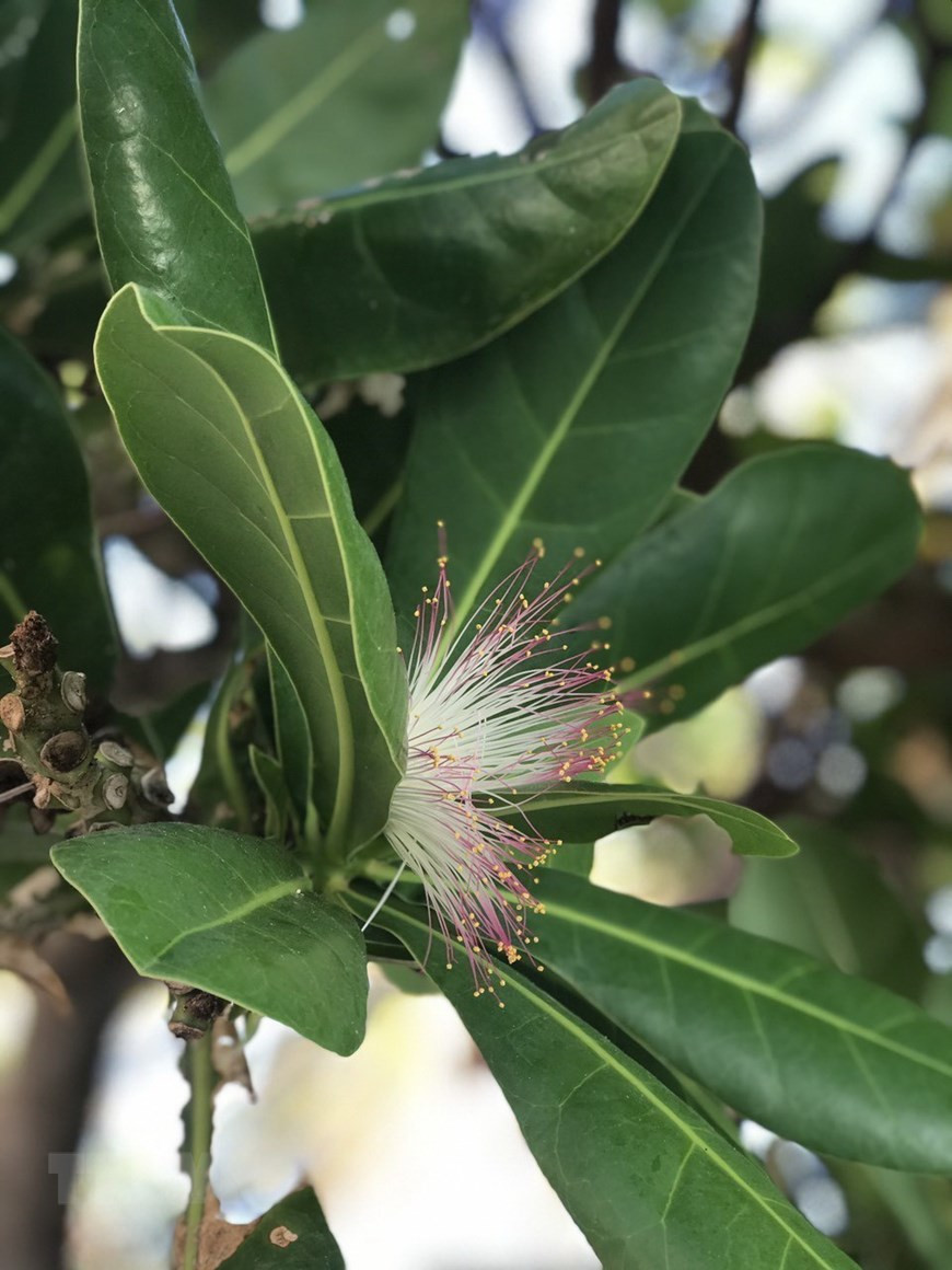 Flor de Barringtonia asiatica, símbolo de la vida en Truong Sa. (Foto: VNA)