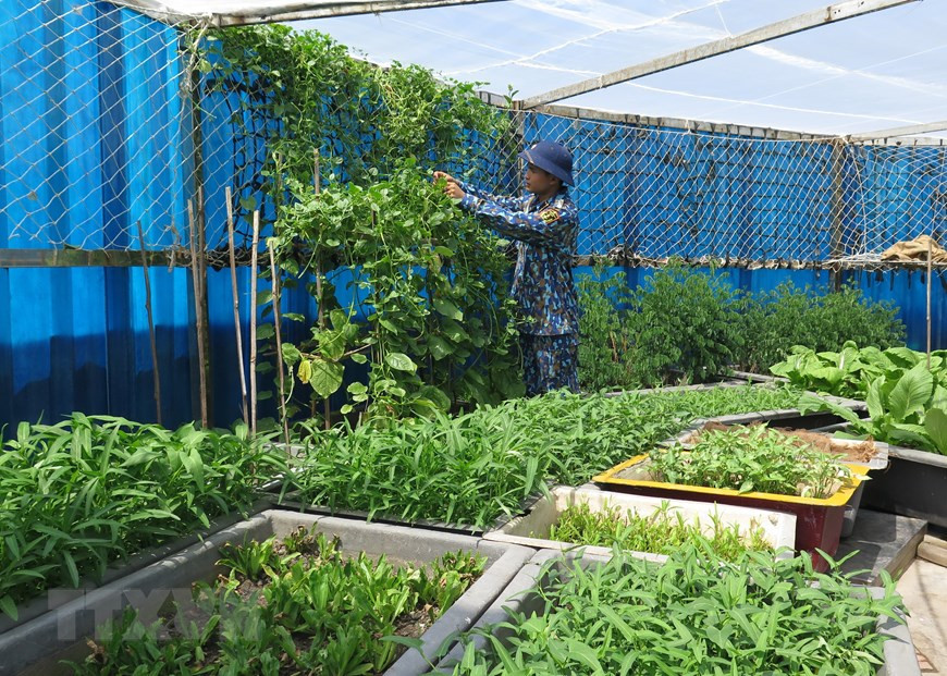 Los soldados cultivan verduras en un espacio cerrado para protegerlas del sol abrasador del verano en Truong Sa. (Foto: VNA)