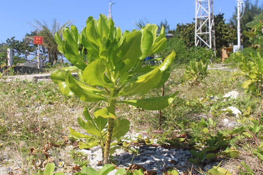 Un árbol Scaevola taccada, llamado por los pobladores locales "árbol de tempestad". (Foto: VNA)