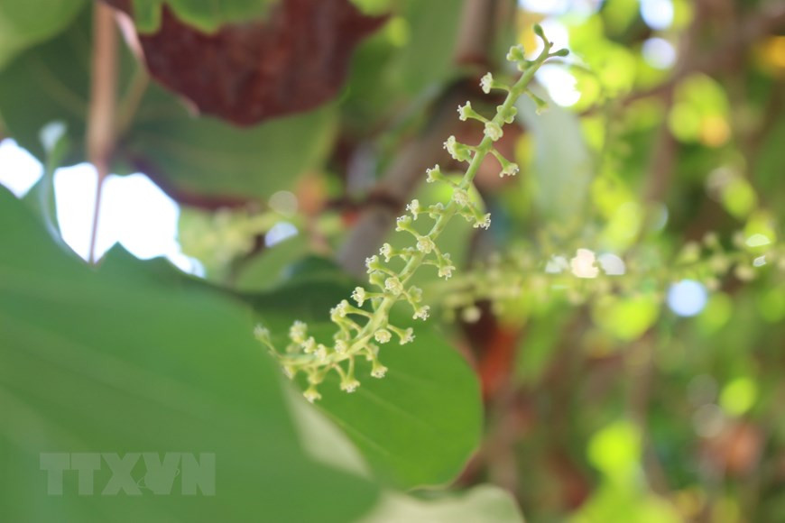 Flores de Coccoloba uvifera, también conocida como uva de playa. Su fruto se suele utilizar para confeccionar mermelada, para bebidas y postres. (Foto: VNA)