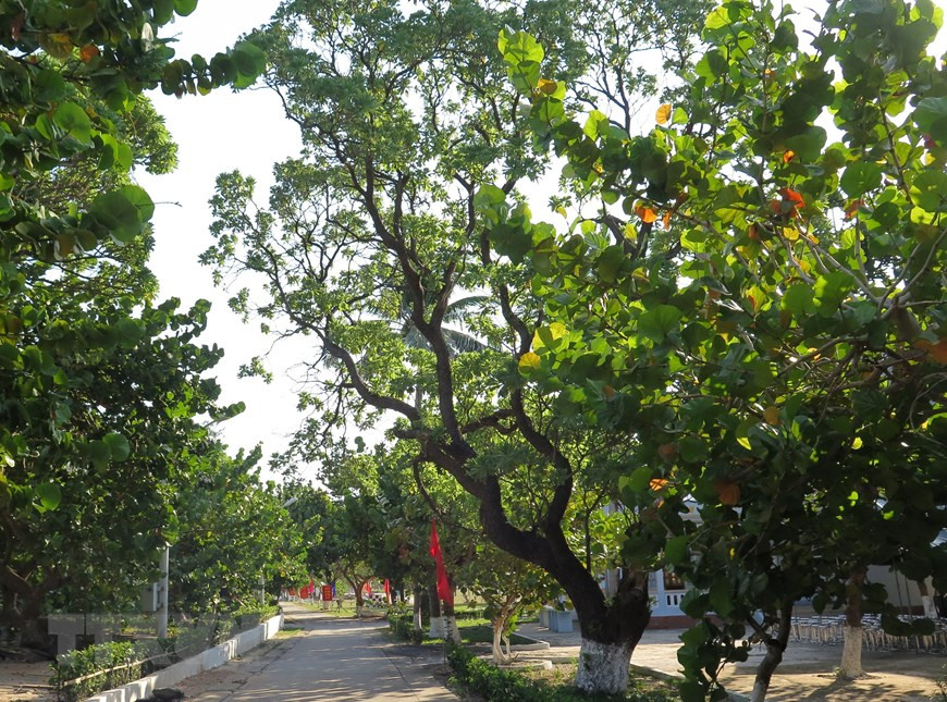 Árboles en Truong Sa. (Foto: VNA)