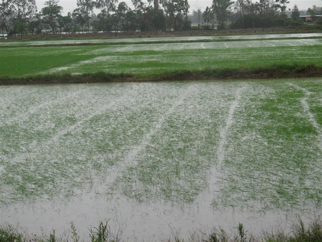 El tifón Son Tinh anegaró 10 mil 548 hectáreas de arroz; tres mil 712 hectáreas de maíz y vegetales; 570 hectáreas de estanques de acuicultura y una gran superficie de otras plantas en Nghe An. (Fuente: VNA)