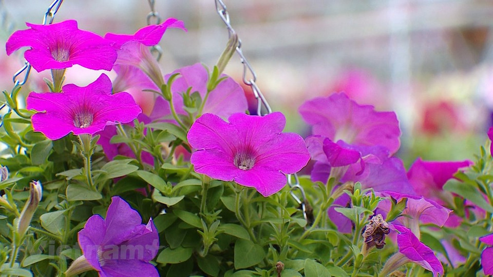 En el marco de las actividades del Festival de las Flores del distrito de Me Linh, el acto de anuncio y recepción del título del reconocimiento como uno de los sitios que cumplen los estándares de la nueva ruralidad brindará una oportunidad para destacar los esfuerzos del Comité del Partido Comunista de Vietnam en el distrito, las autoridades y el pueblo de Me Linh en el campo en la etapa 2010-2020, y alentar a las masas populares a promover aún más la solidaridad y continuar construyendo nuevas áreas rurales mejoradas e impulsando el desarrollo urbano, a fin de convertir a Me Linh en una zona urbana moderna y civilizada. (Fuente:Vietnamplus)
