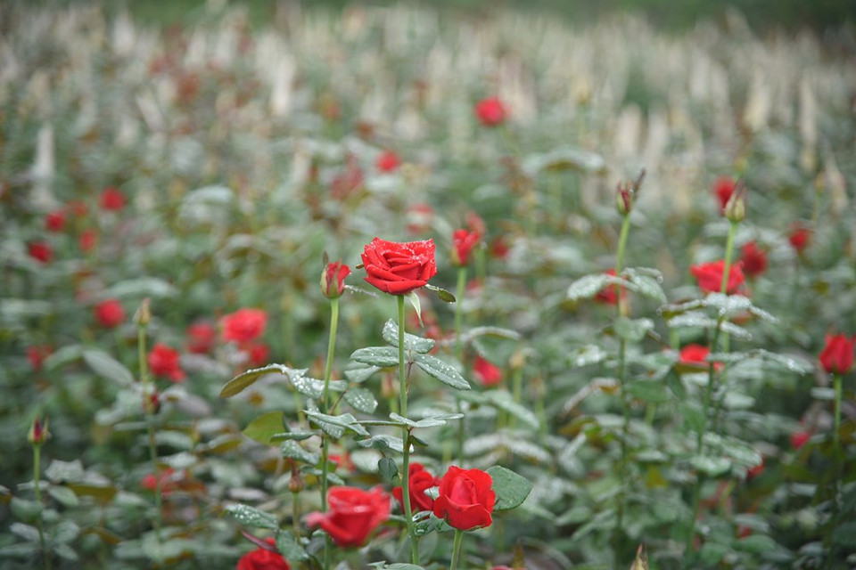 El Festival de las Flores del distrito de Me Linh propiciará la reunión de miles de macetas de flores con diferentes variedades, y brindará experiencias interesantes a los visitantes tanto de Hanoi como de otras provincias y ciudades a lo largo del país. Se espera que el Festival ayude a impulsar los negocios de flores del distrito de Me Linh en el país, especialmente en el Tet (Nuevo Año Lunar) 2023. El valor de exportación de las flores de Vietnam en 2021 alcanzó 61,8 millones de dólares, un aumento interanual de 27 por ciento, y Japón sobresalió como uno de sus mercados principales. De acuerdo con la compañía minorista japonesa AEON, alrededor del 40 por ciento de las flores vendidas en el supermercado AEON Mall Makuhari, en la prefectura de Chiba, fueron importadas. Las flores enviadas desde Vietnam son populares entre los consumidores locales. (Fuente:Vietnamplus)