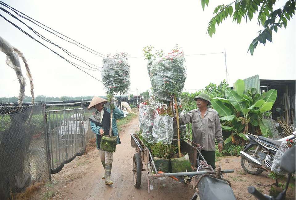 Pham Duc Tai, propietario del jardín de flores Tai Ly en la comuna de Me Linh, del distrito homónimo, en Hanoi, manifestó alegría por haber podido brindar a este Festival una gran cantidad de flores y dijo que se siente contento porque el Comité Organizador del evento seleccionó precisamente sus flores para exhibirlas en la fiesta, lo cual refleja la calidad de los capullos de su jardín. Se espera que la calidad, los colores y las variedades de flores participantes en el Festival respondan a las necesidades de los clientes aficionados a estas plantas y contribuyan a crear un ambiente atractivo para los visitantes capitalinos y los de otras provincias y ciudades a lo largo de Vietnam. (Fuente:Vietnamplus)