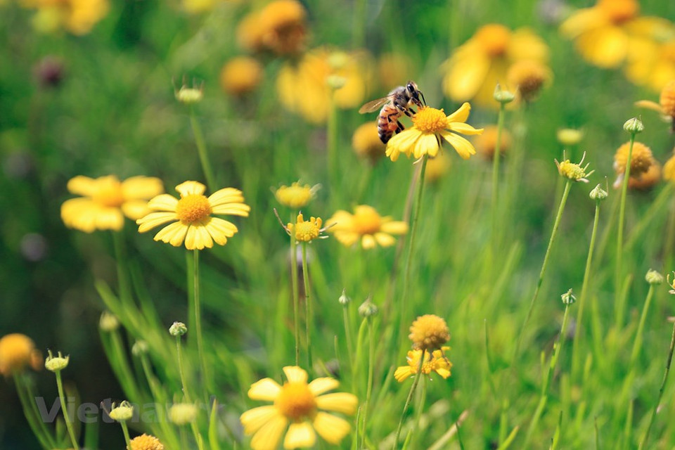 Aunque es pequeño el árbol de crisantemo meteorito, tiene un gran significado, pues representa la pureza y la inocencia de la juventud. Además, la flor de crisantemo meteorito también brinda a las personas que la observan una sensación de comodidad y relajación después de momentos estresantes de la vida diaria o luego de horas de trabajos tensos. Por tan maravillosas cualidades, se plantan con frecuencia en balcones, jardines, aceras, parques, restaurantes, jardines de flores o simplemente en macetas ornamentales y colgantes frente al porche, que tienen efectos decorativos para embellecer el paisaje y, al mismo tiempo, con sus colores brillantes hace que el espacio parezca brillante. (Fuente:Vietnamplus)