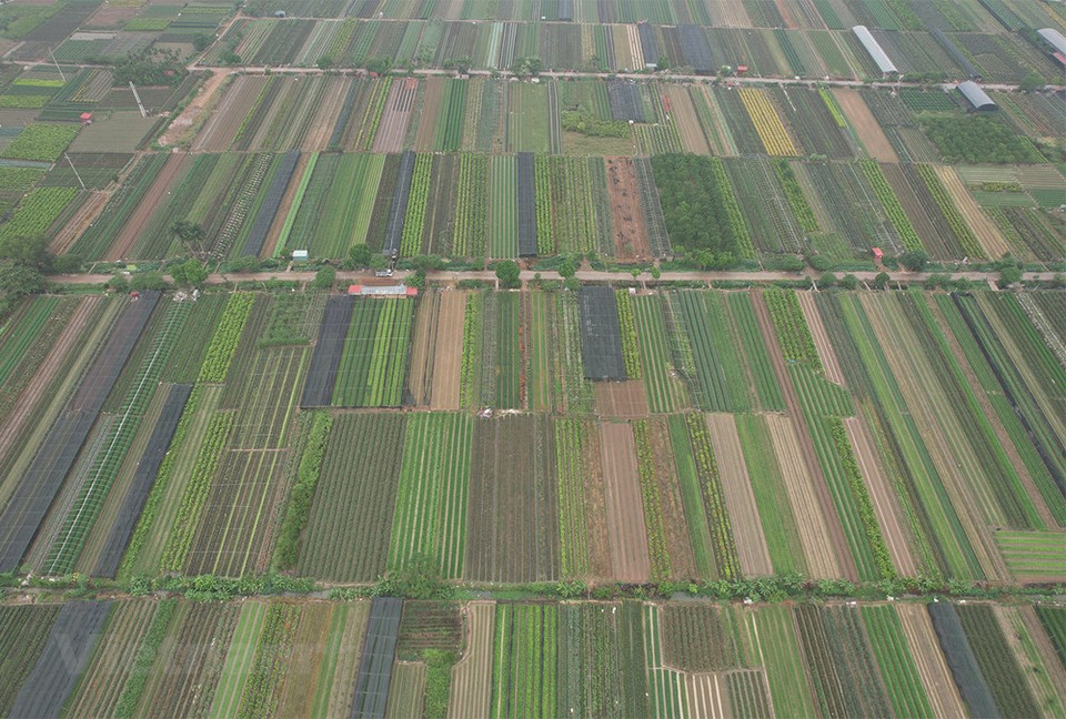 A propósito del Festival, el distrito de Me Linh coordinará con el Centro de Promoción de Inversión, Comercio y Turismo de la ciudad de Hanoi para llevar a cabo un programa de presentación y divulgación de los productos agrícolas y OCOP (cada comuna, un producto). El programa tiene como objetivo promover la industria sin humo, así como preservar los valores de las aldeas de oficios tradicionales, en contribución al desarrollo agrícola y los servicios turísticos, en particular, y al desarrollo socioeconómico, en general. Además, se celebran diversas actividades como juegos folclóricos e intercambio cultural entre etnias, y los visitantes tienen la oportunidad de experimentar la elaboración de los productos OCOP. (Fuente:Vietnamplus)