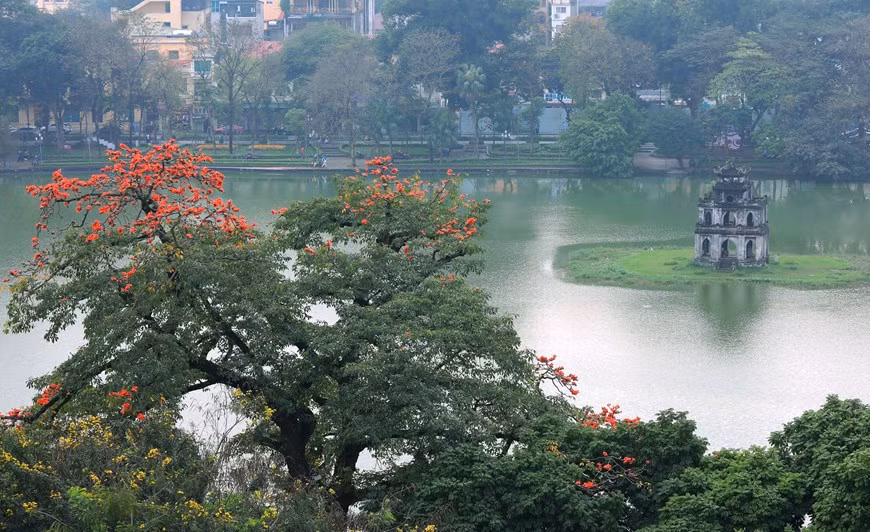 Flores de algodoneros rojos tiñen de bermellón el cielo de Hanoi. (Fuente: VNA)