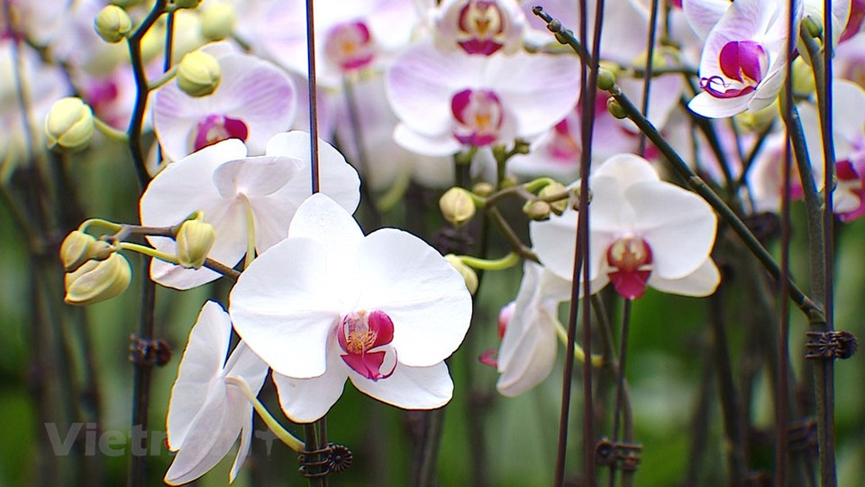 Ante la proximidad del primer festival floral, los jardineros de Me Linh, la "capital de las flores", se encuentran en la etapa final de cuidados para llevar sus productos al evento, previsto para celebrarse del 9 al 11 de diciembre próximo en la localidad, con el objetivo de divulgar y promover la marca floral de Hanoi en las provincias y ciudades a lo largo del país. Además, la cita se llevará a cabo en una ocasión muy especial porque el distrito recibirá la decisión “Me Linh cumple los estándares de la nueva ruralidad” y la Orden de Trabajo de Tercera Clase, mientras el Templo Hai Ba Trung disfrutará el reconocimiento como una de las reliquias especiales nacionales. (Fuente:Vietnamplus)