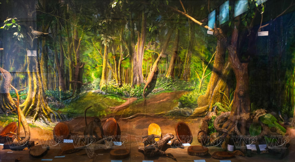 Exhibición de especímenes en el ecosistema del Parque Nacional de Con Dao (Foto: VNA)