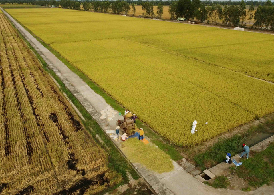 Un campo de arroz de la compañía Loc Troi. (Foto: VNA)