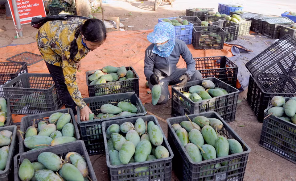 La provincia de Son La aspira a exportar 65 mil toneladas de mango. (Foto: VNA)