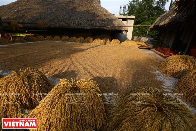 Secado de arroz en la comuna de Phuong Do (Fuente: VNA)
