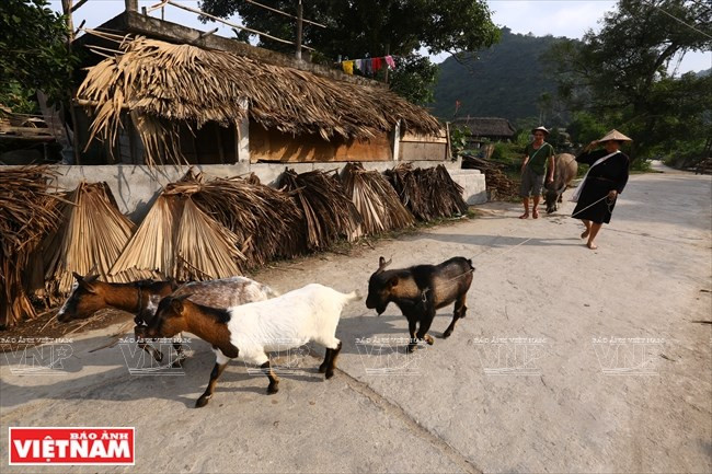 Además del cultivo de arroz, los Tay en la comuna Phuong Do también crían cabras (Fuente: VNA)