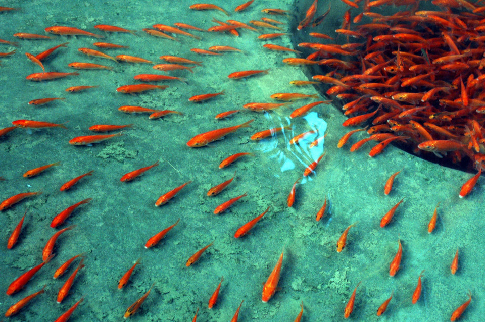 Entre las ofrendas, los vietnamitas preparan un recipiente de agua con carpas, que serán liberadas después del rito en lagos o ríos. (Foto: VNA)
