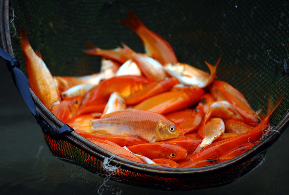 Los pobladores en la comuna de Tuy Loc, distrito de Cam Khe, provincia de Phu Tho, cosechan carpas rojas para vender. (Foto: VNA)