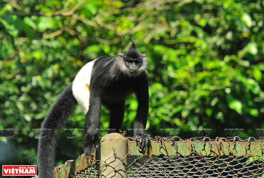Según los resultados de la investigación de la Asociación de Bienestar Animal de Frankfurt (Alemania) en Vietnam, el langur de Delacour solo se encuentra en el país indochino con más de 200 ejemplares, distribuidos en 18 puntos en el Parque Nacional de Cuc Phuong. (Fuente: VNA)