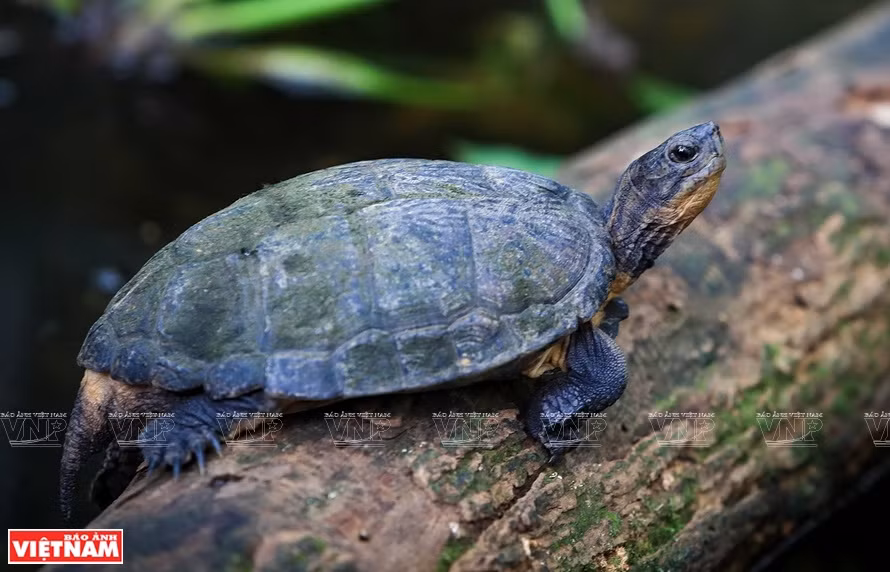Una tortuga terrestre Pulkin en el Parque Nacional Cuc Phuong. (Fuente: VNA)
