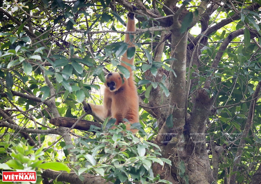 Primates en el entorno natural del Parque Nacional de Cuc Phuong. (Fuente: VNA)