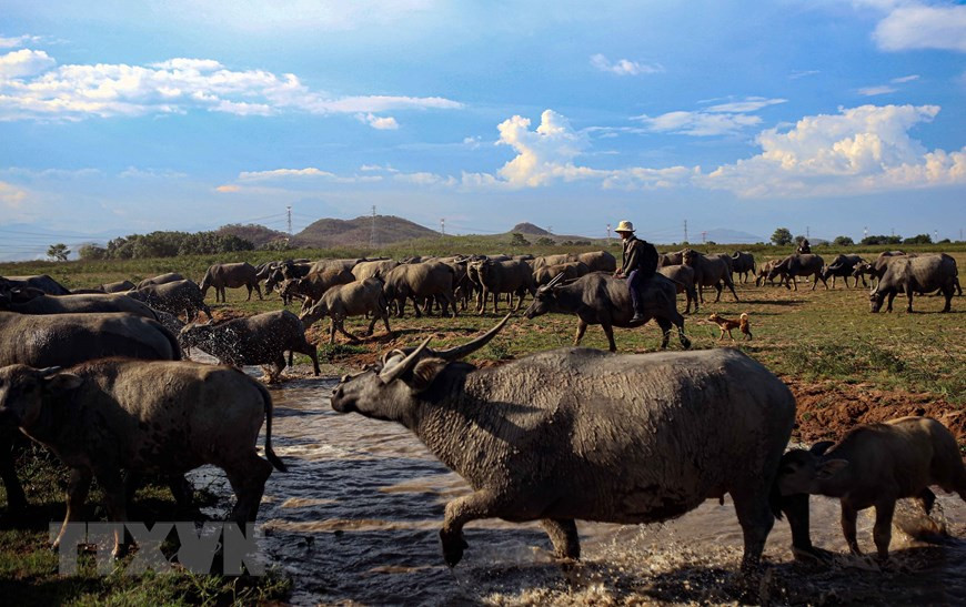  La manada de búfalos se cría de forma natural en el lago (Foto: VNA)