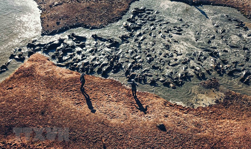  La manada con cientos de búfalos en el lago Suoi Da (Foto: VNA)