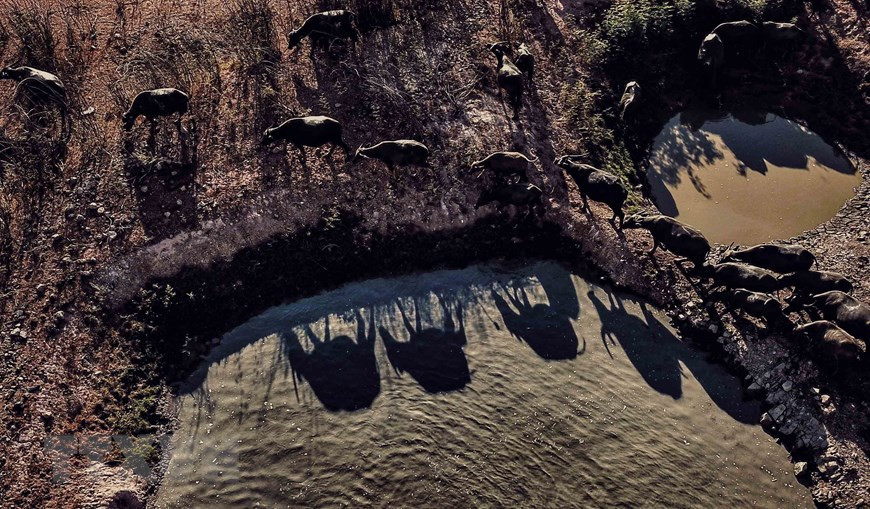 La manada de búfalos bajo el sol en el lago Suoi Da (Foto: VNA)