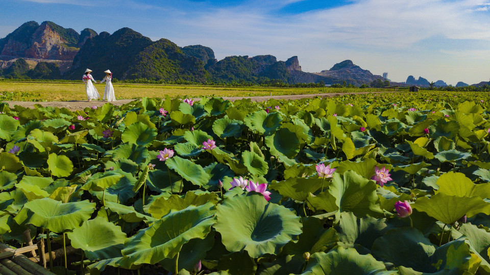 Los vastos campos de loto en Ninh Binh. (Foto: VNP)