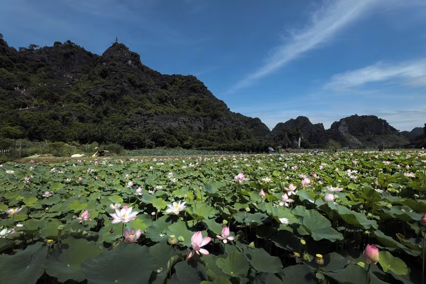 El campo de loto más bello de Ninh Binh se ubica al pie de la montaña Ngoa Long, próximo a la cueva de Hang Mua, con un área de una hectárea. (Foto: VNP) 