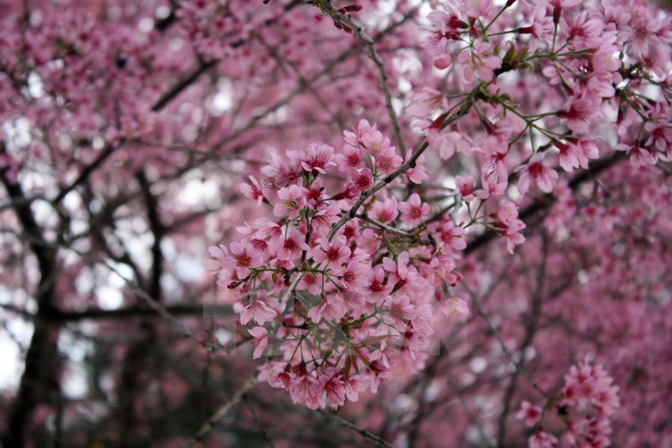 Flores de cerezo en Da Lat (Fuente: VNA)