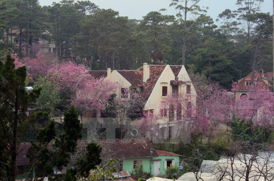 Árboles de cerezo en los castillos antiguos en Da Lat (Fuente: VNA)