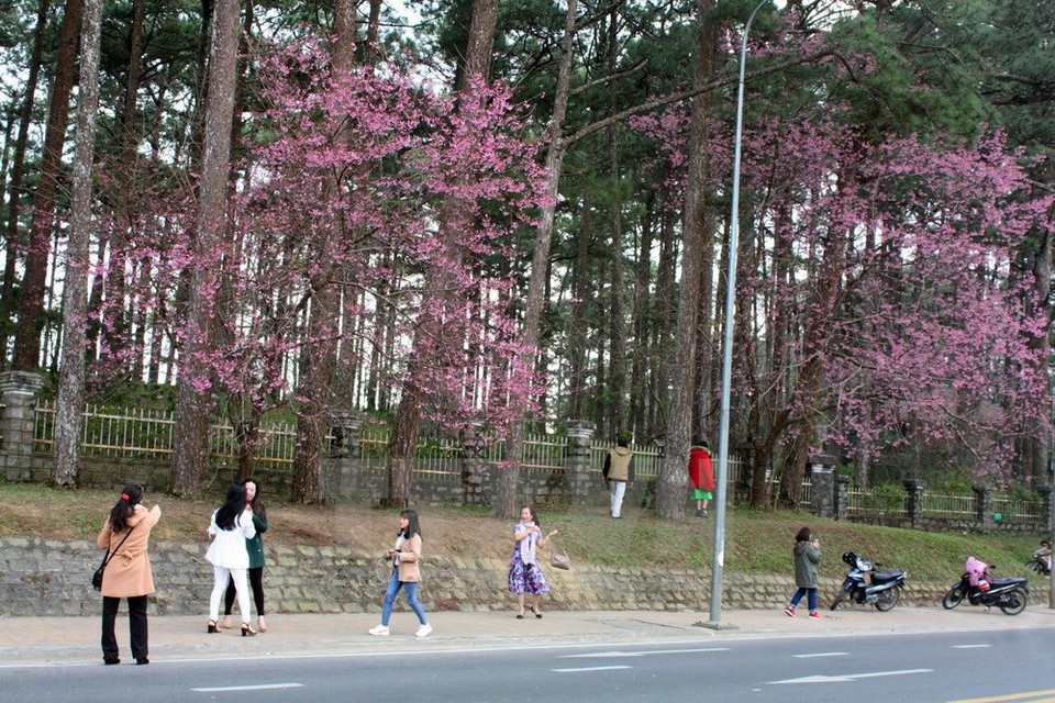 Flores de cerezo en la calle Tran Hung Dao (Fuente: VNA)