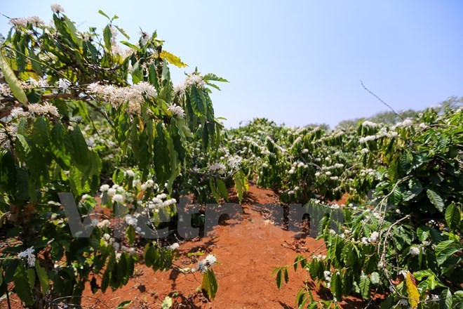 En medio del sol ardiente de las Tierras AltasCentrales, el campo del café entra en pleno florecimiento durante la noche ytrae la fragancia por todo el espacio (Fuente: VNA)