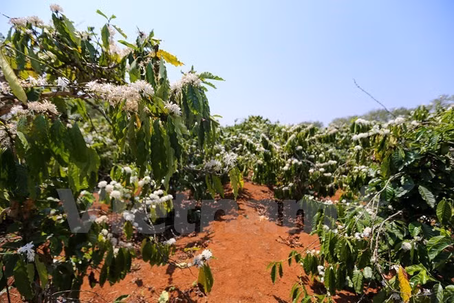 En medio del sol ardiente de las Tierras AltasCentrales, el campo del café entra en pleno florecimiento durante la noche ytrae la fragancia por todo el espacio (Fuente: VNA)
