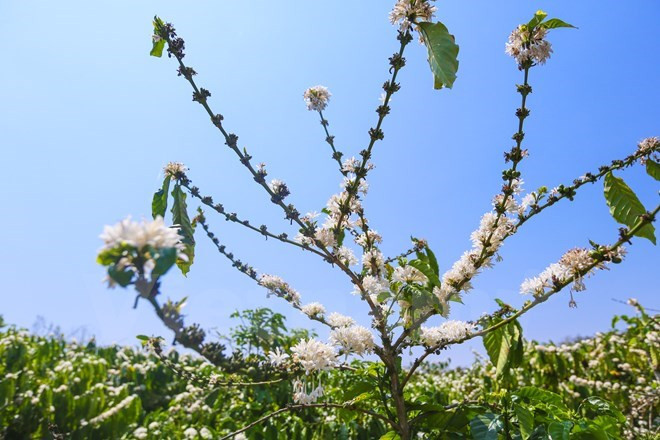 No muchas personas tienen suerte de venir a la AltiplanicieOccidental en la temporada de floración de café porque las flores rápidamentese marchitan(Fuente: VNA)
