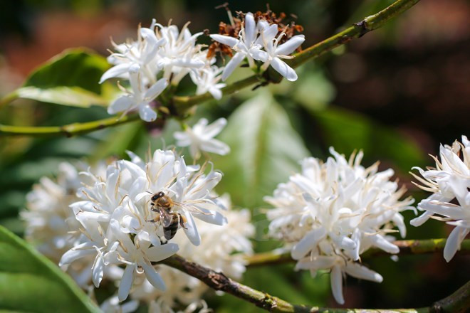 A fines de la primavera, la AltiplanicieOccidental de Vietnam está cubierta por el color blanco de las flores de café.(Fuente: VNA)