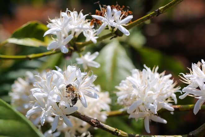 A fines de la primavera, la AltiplanicieOccidental de Vietnam está cubierta por el color blanco de las flores de café. (Fuente: VNA)